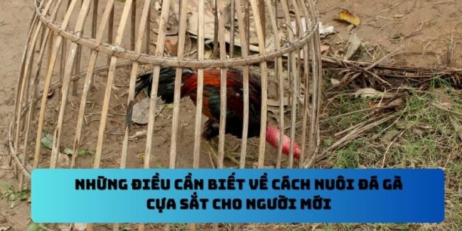 cách nuôi đá gà cựa sắt