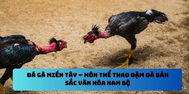 Đá Gà Miền Tây