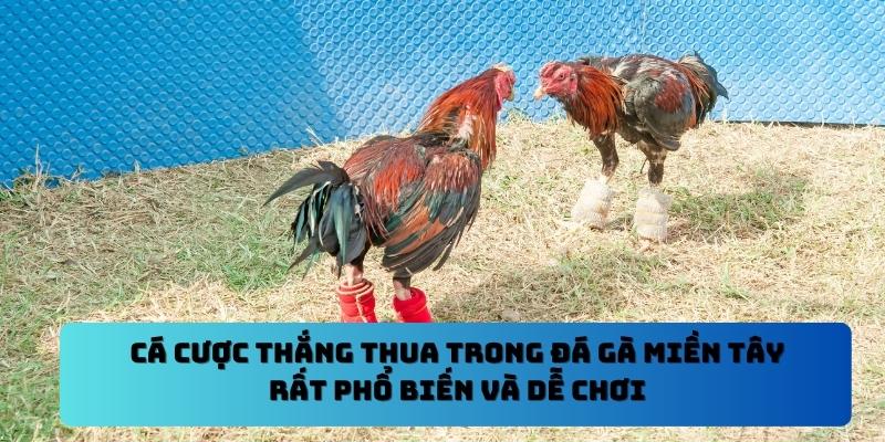 Cá cược thắng thua trong đá gà miền tây rất phổ biến và dễ chơi