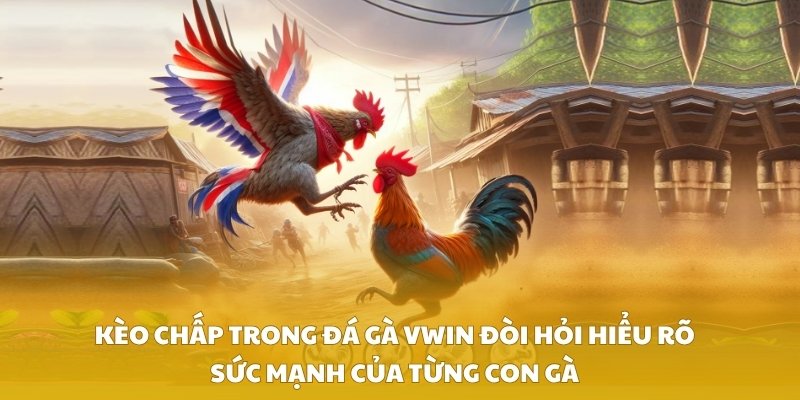 Kèo chấp trong đá gà VWIN đòi hỏi hiểu rõ sức mạnh của từng con gà