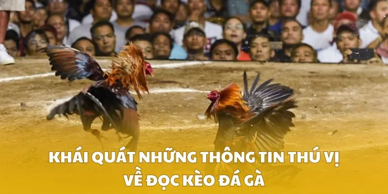 Khái quát những thông tin thú vị về đọc kèo đá gà